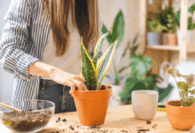 Photo of ¿Cuál es la mejor maceta? Estos son los tips para tener un jardín sano en tu casa