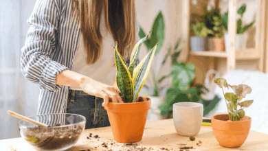 Photo of ¿Cuál es la mejor maceta? Estos son los tips para tener un jardín sano en tu casa