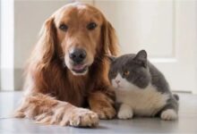 Photo of Cómo leer las cartas de tarot a tu mascota: la simple guía paso a paso para principiantes