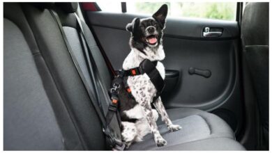 Photo of La manera correcta de llevar a las mascotas en el auto, según la ley