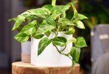 Photo of Esta es la planta que querés tener en tu casa para eliminar sustancias que generan cáncer