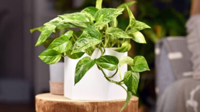 Photo of Esta es la planta que querés tener en tu casa para eliminar sustancias que generan cáncer