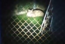 Photo of Puma en Moreno: lograron localizarlo y avanzan en un operativo para atraparlo