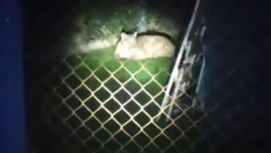 Photo of Puma en Moreno: lograron localizarlo y avanzan en un operativo para atraparlo