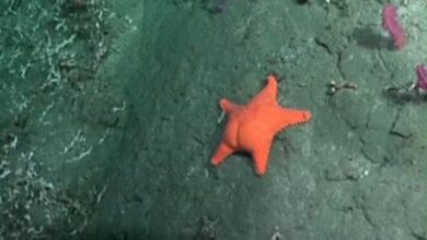 Photo of En Estados Unidos y Francia se burlan de la guerra de los libertarios con la estrella de mar culona​En Estados Unidos y Francia se burlan de la guerra de los libertarios con la estrella de mar culona 