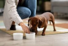 Photo of Cómo cuidar la salud de tu mascota a través de una nutrición equilibrada