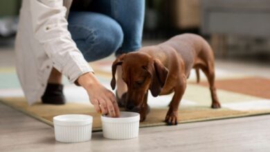 Photo of Cómo cuidar la salud de tu mascota a través de una nutrición equilibrada