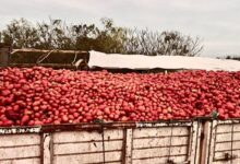 Photo of “No valen nada”: un productor tiró 140 toneladas de tomate por falta de ventas y apuntó contra el contrabando desde Bolivia