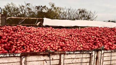 Photo of “No valen nada”: un productor tiró 140 toneladas de tomate por falta de ventas y apuntó contra el contrabando desde Bolivia