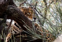 Photo of Condenaron a prisión a cuatro cazadores por matar a un yaguareté en Formosa
