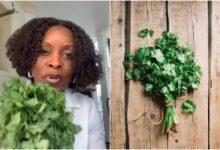 Photo of Las propiedades medicinales del cilantro: cómo la hierba típica de la gastronomía latina puede desintoxicar el cuerpo