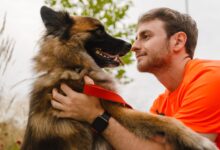 Photo of ¿Tu perro pierde mucho pelo? Conocé cuáles son las razas que más mudan su pelaje