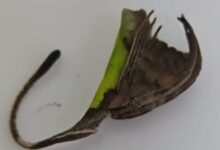 Photo of “La hoja que cobra vida”: el video de la terrorífica araña que arrasa por su camuflaje