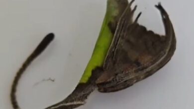 Photo of “La hoja que cobra vida”: el video de la terrorífica araña que arrasa por su camuflaje