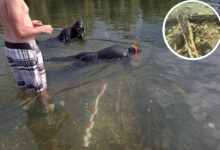 Photo of Descubren en el fondo de un río el mayor reservorio de lingotes de hace más de 2000 años
