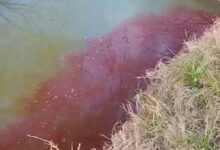Photo of Sangre en el río: alerta en Areco por un fenómeno nunca antes visto y que preocupa a los vecinos