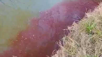 Photo of Sangre en el río: alerta en Areco por un fenómeno nunca antes visto y que preocupa a los vecinos