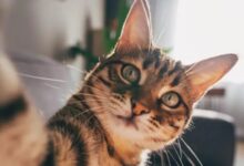 Photo of Por qué los gatos “son el modelo perfecto” para estudiar la demencia en los humanos