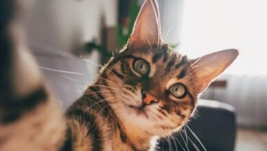 Photo of Por qué los gatos “son el modelo perfecto” para estudiar la demencia en los humanos
