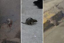 Photo of Denuncian que cada vez hay más ratas en Buenos Aires: los barrios complicados y sus lugares “preferidos”