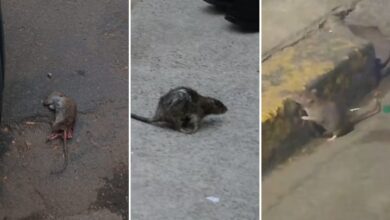 Photo of Denuncian que cada vez hay más ratas en Buenos Aires: los barrios complicados y sus lugares “preferidos”