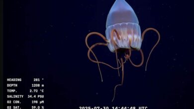 Photo of El streaming del Conicet ya tiene un juego inspirado en él