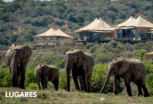 Photo of Tres días entre leones y elefantes con base en un lodge de lujo