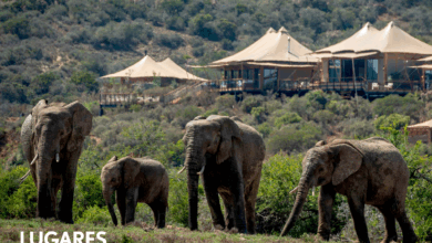 Photo of Tres días entre leones y elefantes con base en un lodge de lujo