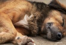 Photo of Alerta por envenenamiento de mascotas en Las Cañitas: al menos tres perros murieron en una semana