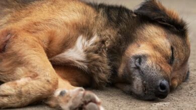 Photo of Alerta por envenenamiento de mascotas en Las Cañitas: al menos tres perros murieron en una semana