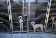 Photo of Las secuelas inesperadas del plan de deportación masiva de Trump: refugios al límite por abandono de mascotas