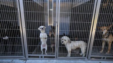 Photo of Las secuelas inesperadas del plan de deportación masiva de Trump: refugios al límite por abandono de mascotas
