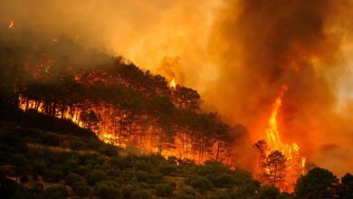 Photo of Ola de calor en España: más de 1.100 muertes y récord de superficie arrasada por incendios