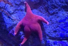 Photo of Una epidemia ya mató más 6.000 millones de estrellas de mar