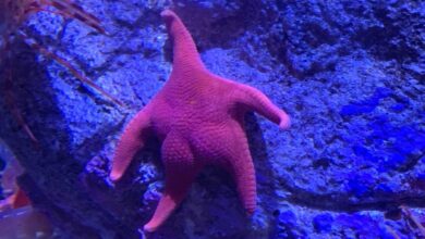 Photo of Una epidemia ya mató más 6.000 millones de estrellas de mar