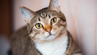 Photo of Alimento para gatos: claves para una dieta equilibrada y saludable