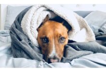 Photo of El error que no debés cometer con tu perro en invierno, según expertos