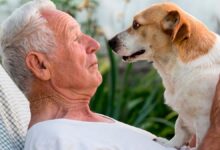 Photo of Los «besos» de los perros no siempre son por cariño, según una veterinaria
