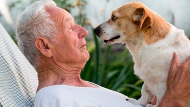 Photo of Los «besos» de los perros no siempre son por cariño, según una veterinaria