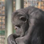 Photo of AGENDA AUSTRAL ::::: Información las 24 Hs​Río Negro: trasladarán a un santuario de Europa a Toti, el último chimpancé en cautiverio de la Argentina 